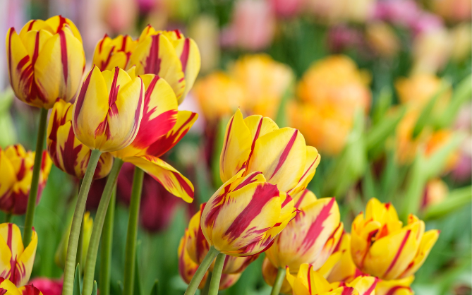 Harrogate Spring Flower Show