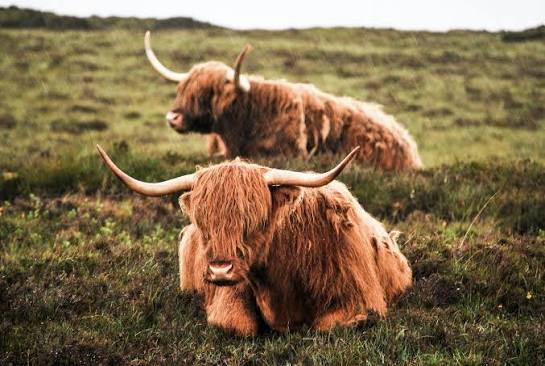 Balavil Hotel, Newtonmore, Scotland - 6 days